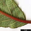SpeciesSub: subsp. aspera